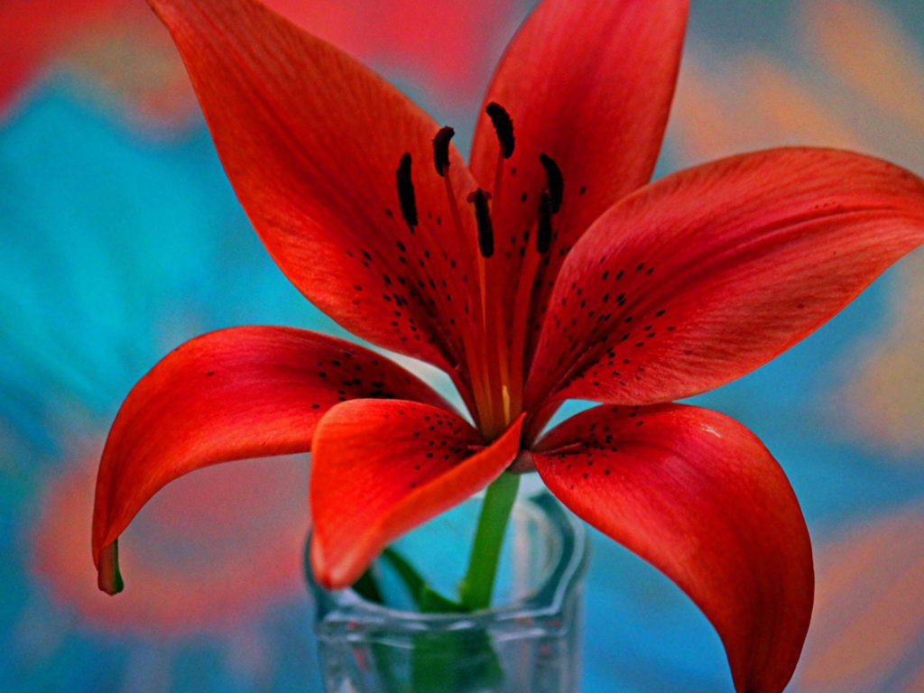 Red Lily Flower Wallpaper For Desktop Hd 3840x2400 : Wallpapers13.com