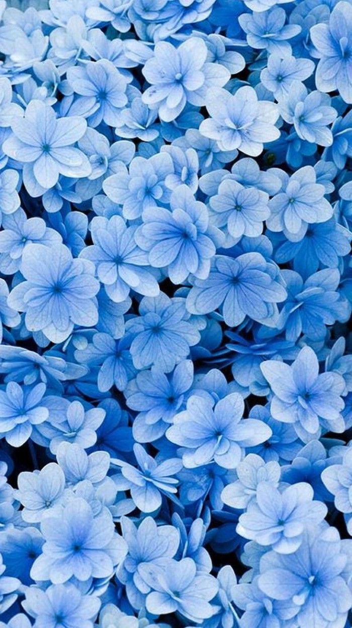 little blue flowers, floral phone wallpaper, phone background, spring
